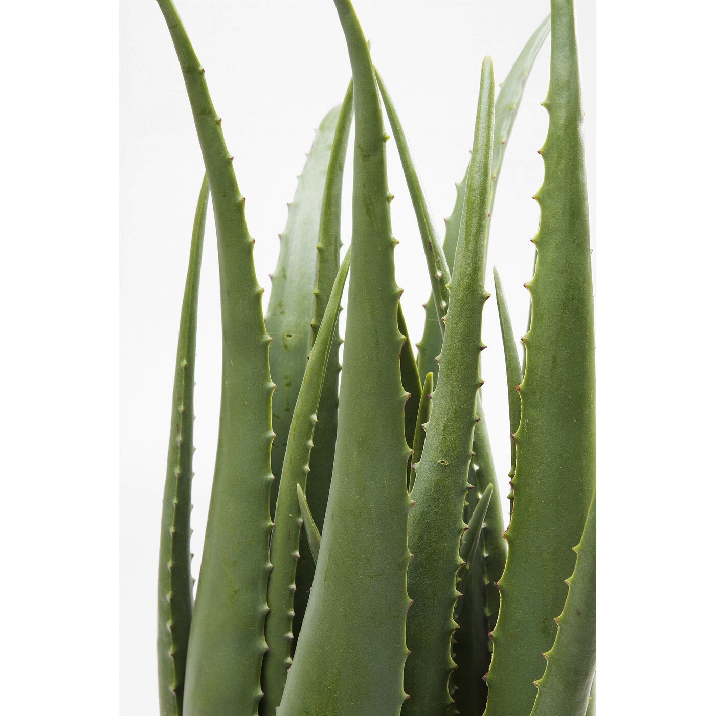 Растение декоративное Aloe «Алоэ» 69 см от KARE Design