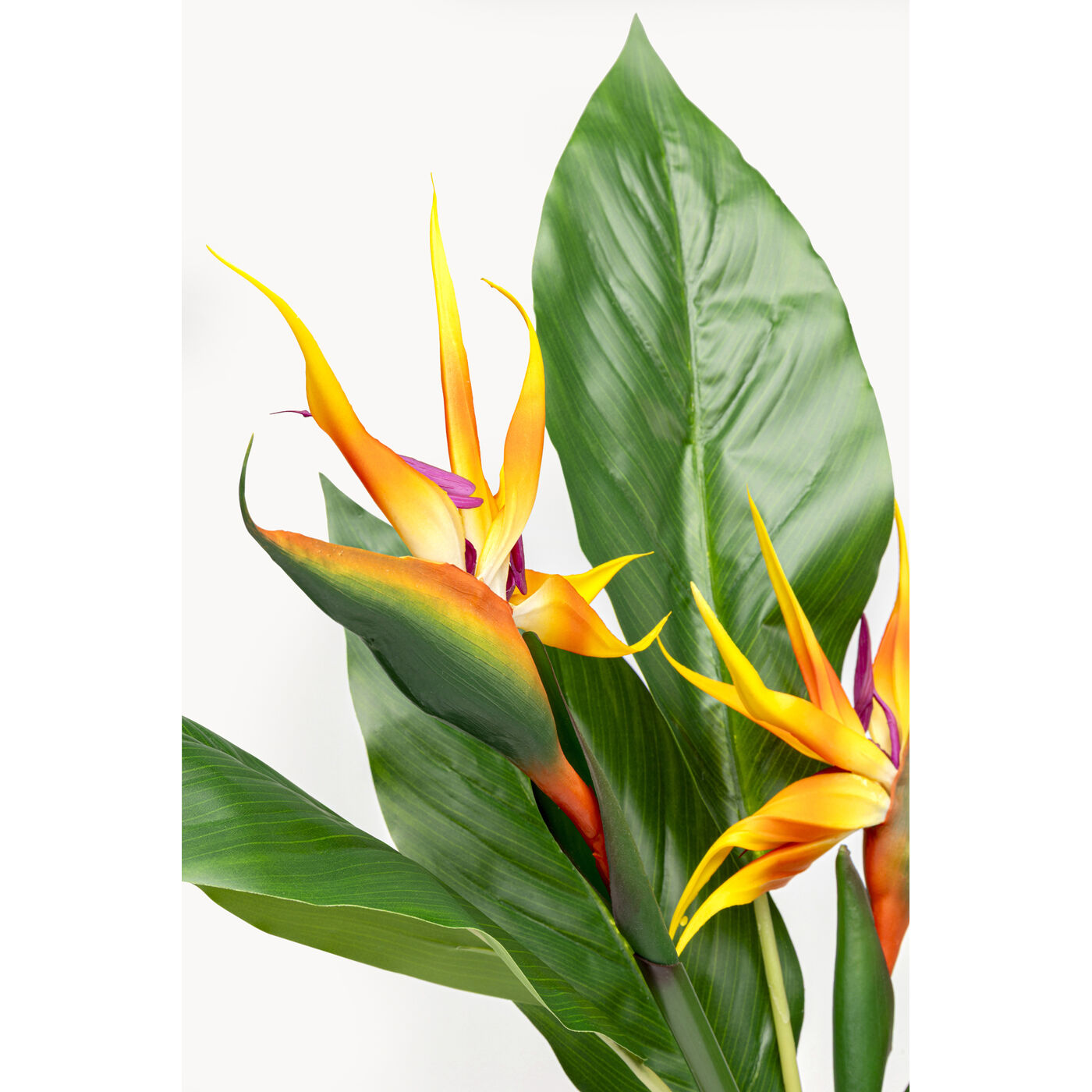 Растение декоративное Paradise Bird «Птица рая» 70 см от KARE Design