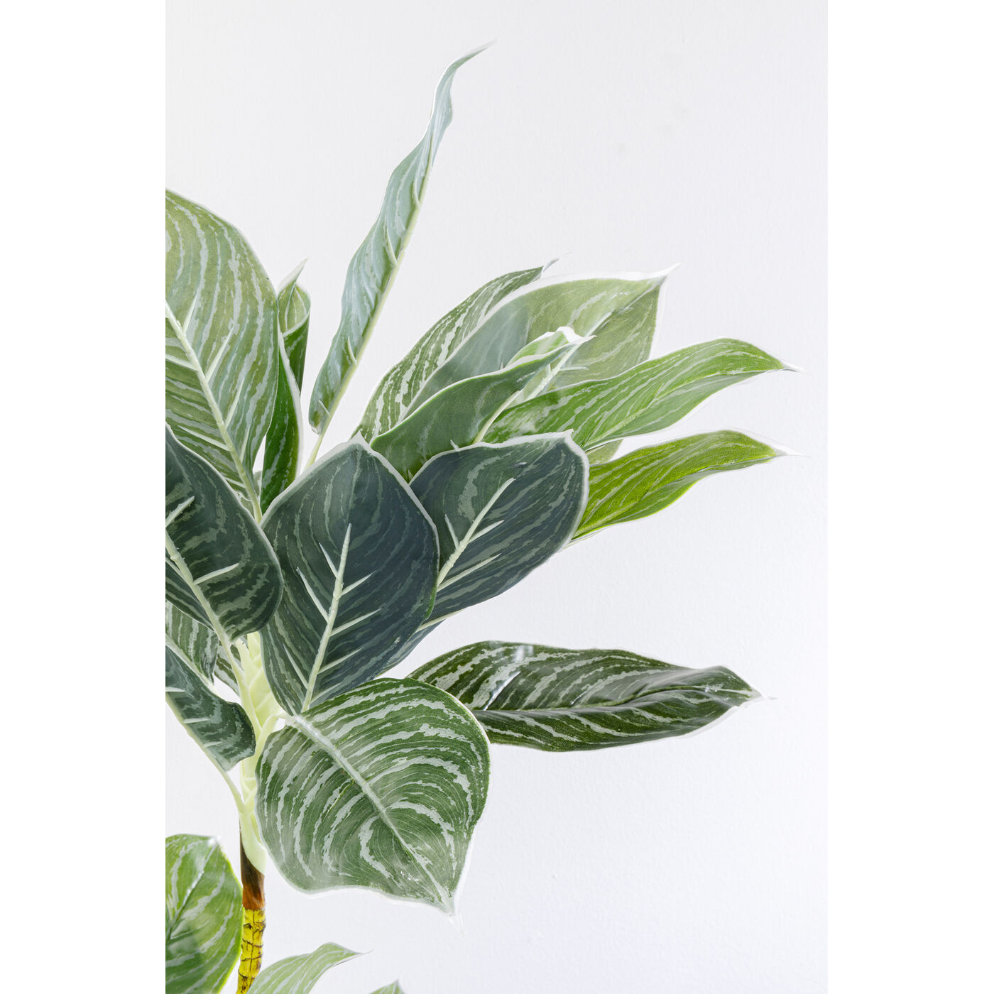 Растение декоративное Calathea «Калатея» 140 см от KARE Design