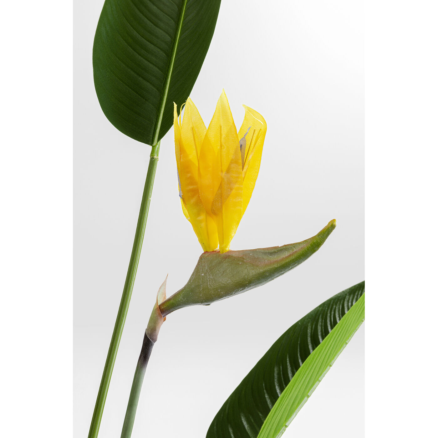 Растение декоративное Paradise Flowers «Райские цветы» 190 см от KARE Design