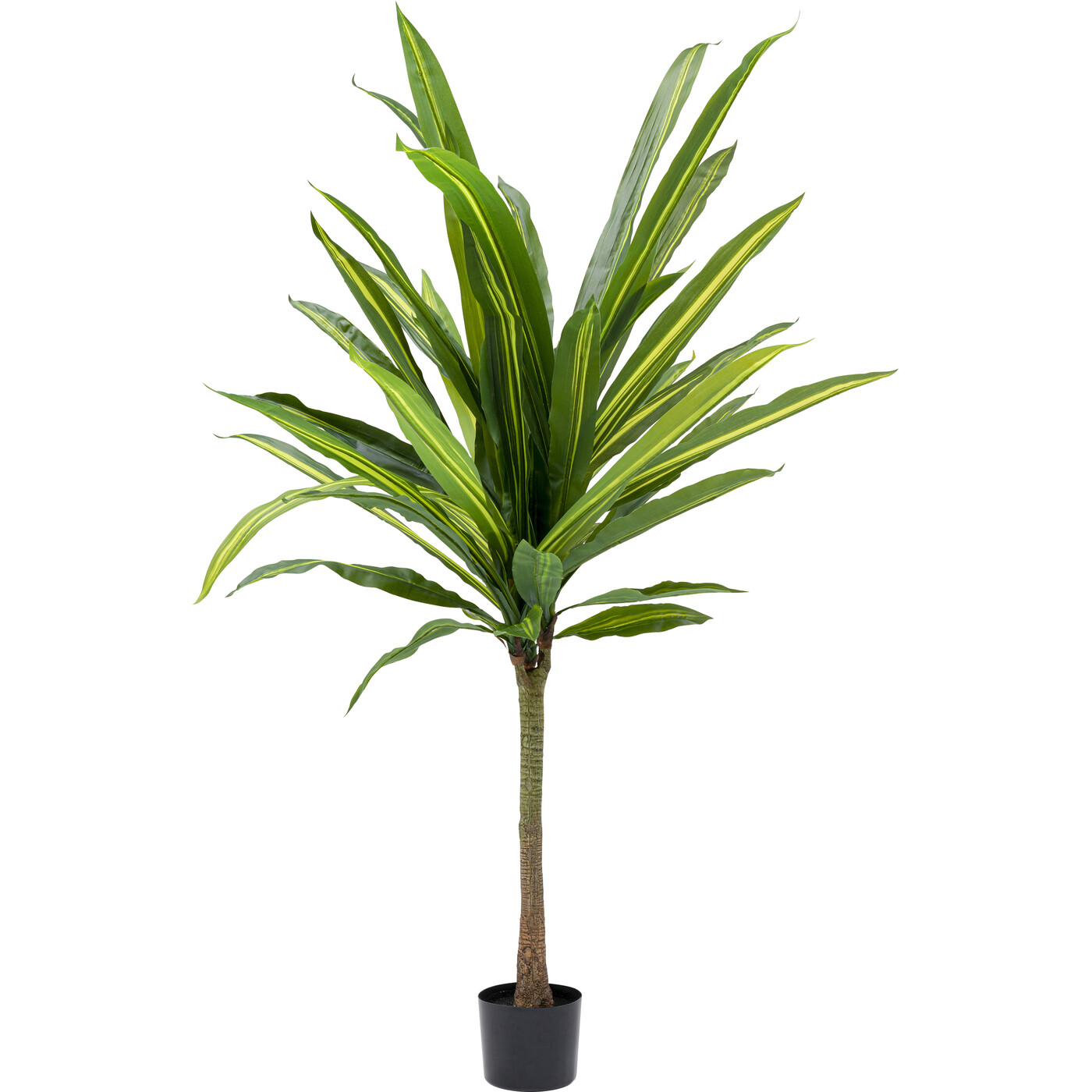 Растение декоративное Dracaena Fragrans «Драцена» 180 см от KARE Design