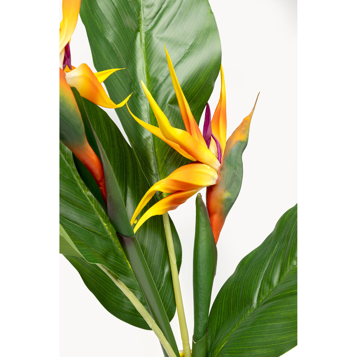 Растение декоративное Paradise Bird «Птица рая» 70 см от KARE Design