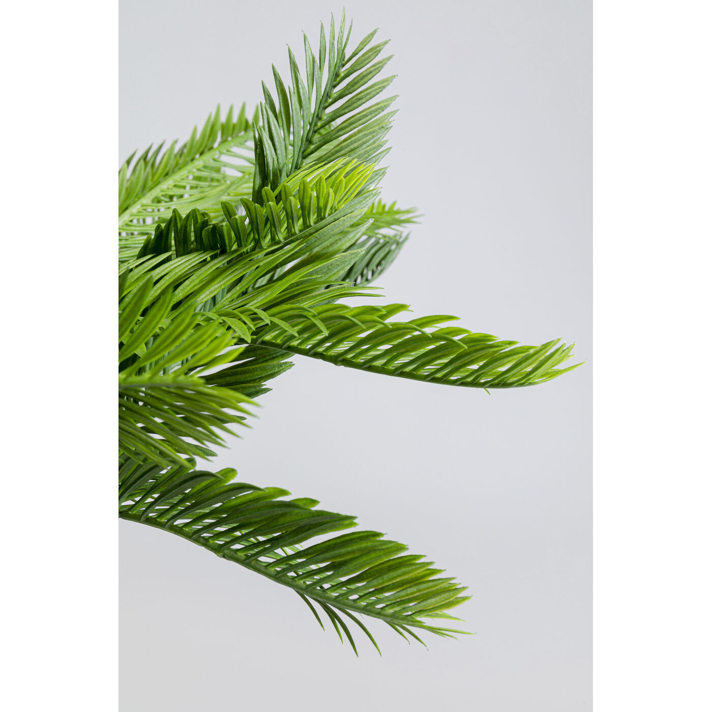 Растение декоративное Cycas «Цикас» 70 см от KARE Design