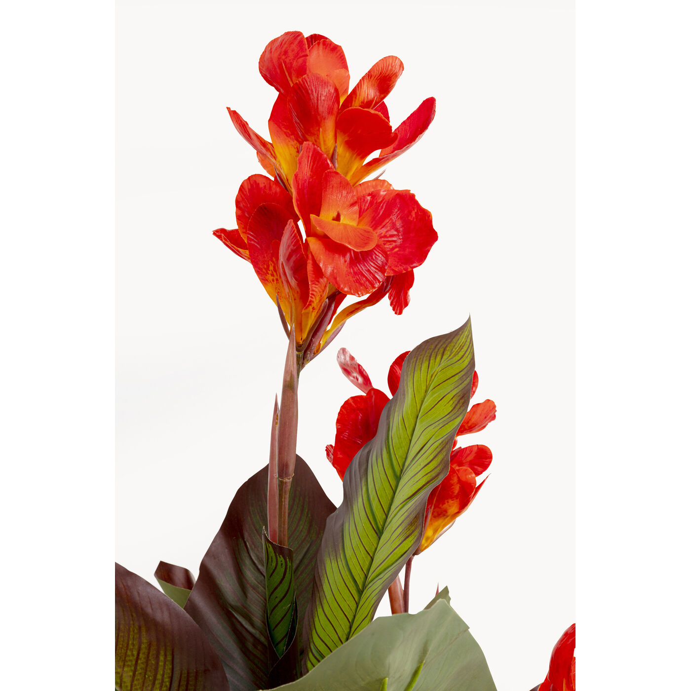 Растение декоративное Canna Lily «Канна-лилия» 165 см от KARE Design