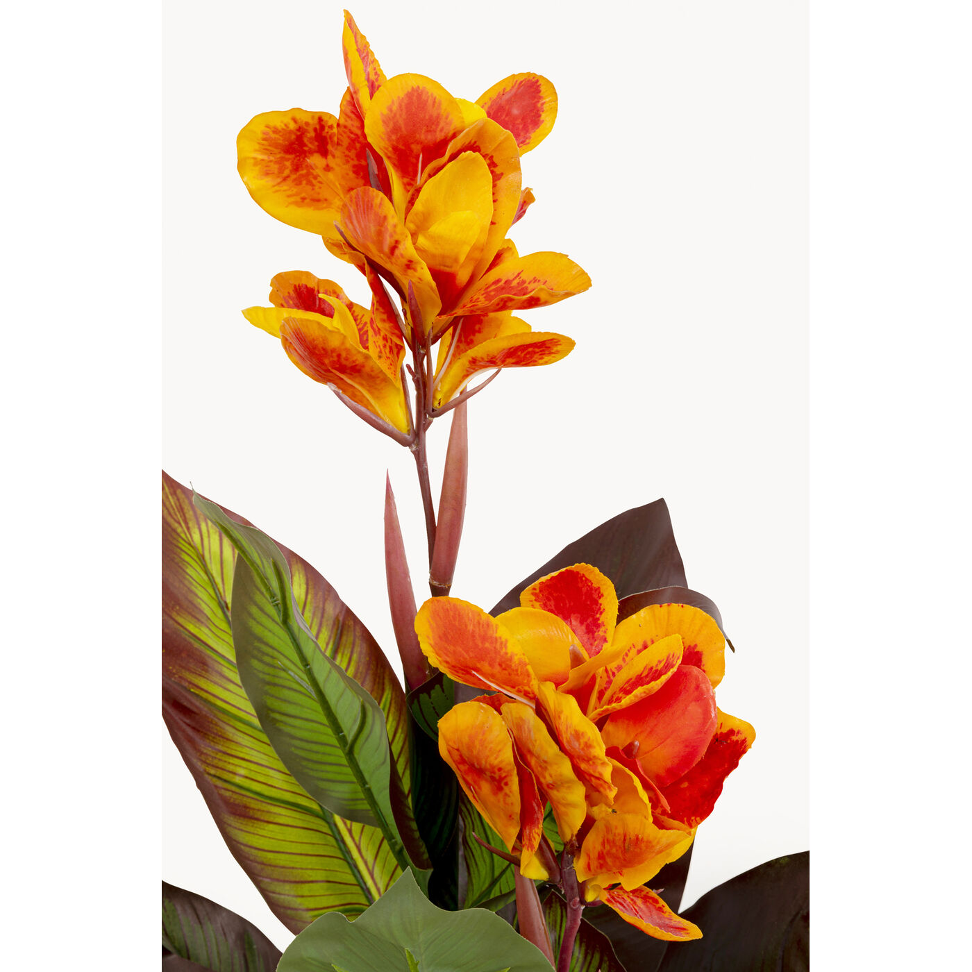 Растение декоративное Canna Lily «Канна-лилия» 115 см от KARE Design