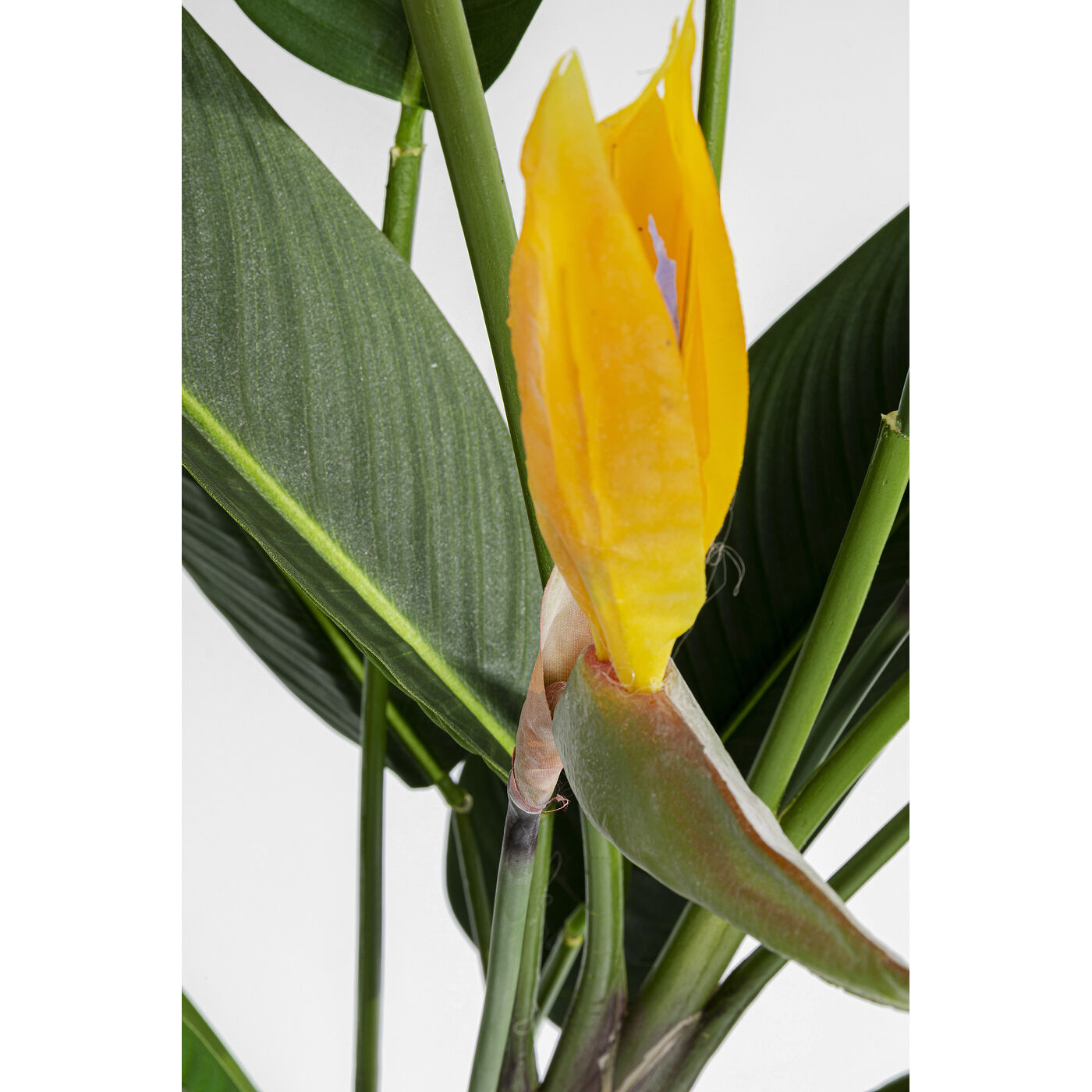 Растение декоративное Paradise Flowers «Райские цветы» 190 см от KARE Design