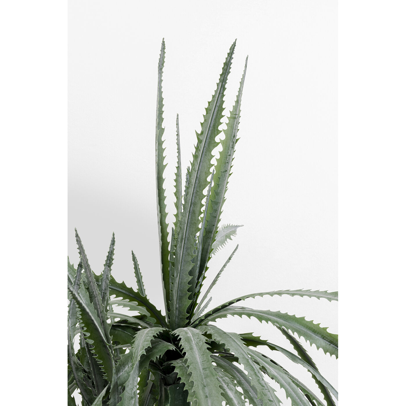 Растение декоративное Dragon Tree «Драконово дерево» 155 см от KARE Design